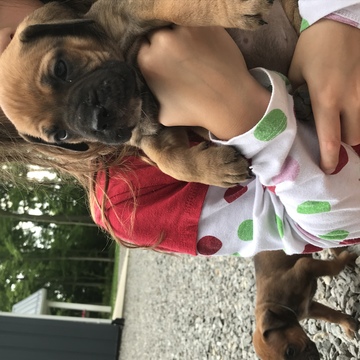 Medium Photo #1 Bullmastiff Puppy For Sale in KENTON, OH, USA