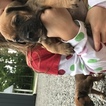 Small Photo #1 Bullmastiff Puppy For Sale in KENTON, OH, USA