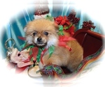 Small Photo #1 Pomeranian Puppy For Sale in HAMMOND, IN, USA