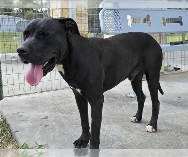 Medium Photo #2 American Pit Bull Terrier-Labrador Retriever Mix Puppy For Sale in Houston, TX, USA