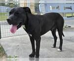 Small #1 American Pit Bull Terrier-Labrador Retriever Mix