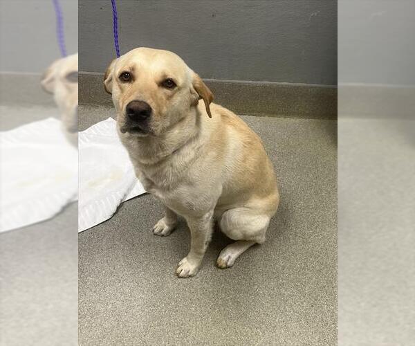 Medium Photo #1 Labrador Retriever-Unknown Mix Puppy For Sale in Las Vegas, NV, USA