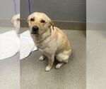 Small Labrador Retriever Mix