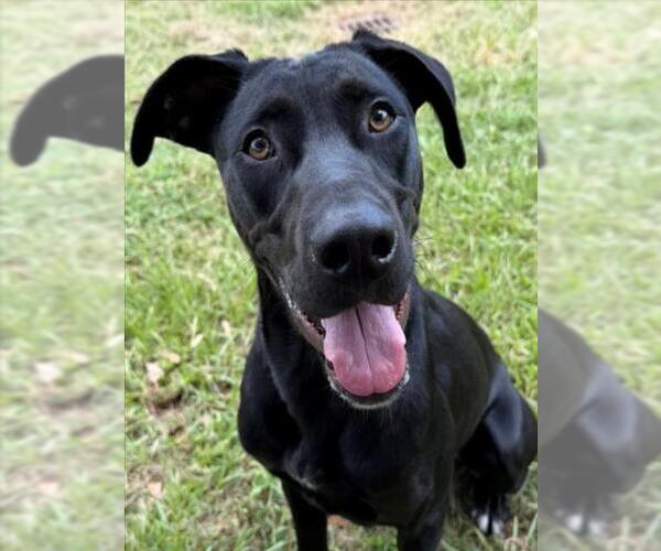 Medium Photo #3 Labrador Retriever-Unknown Mix Puppy For Sale in Texas City, TX, USA