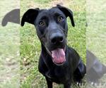 Small #2 Labrador Retriever Mix