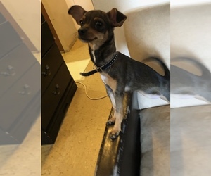 Chihuahua Puppy for sale in EMPIRE STATE, NY, USA