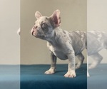Small Photo #5 French Bulldog Puppy For Sale in CHOCTAW, OK, USA