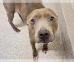 A663130 - Female Mutt Dog for Adoption - Small photo