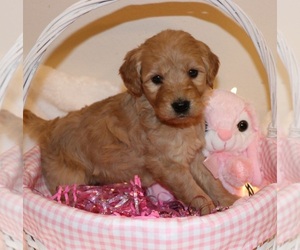 Goldendoodle Puppy for sale in BRIGHTON, MO, USA