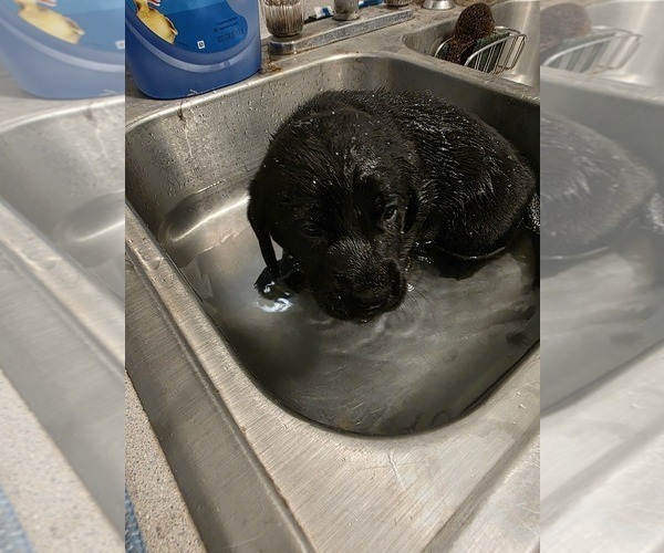 Medium Photo #8 Labrador Retriever Puppy For Sale in TAMPA, FL, USA