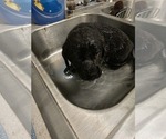 Small #7 Labrador Retriever