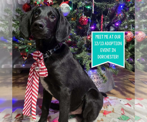 Colonial Cocker Spaniel-Unknown Mix Dogs for adoption in Boston, MA, USA