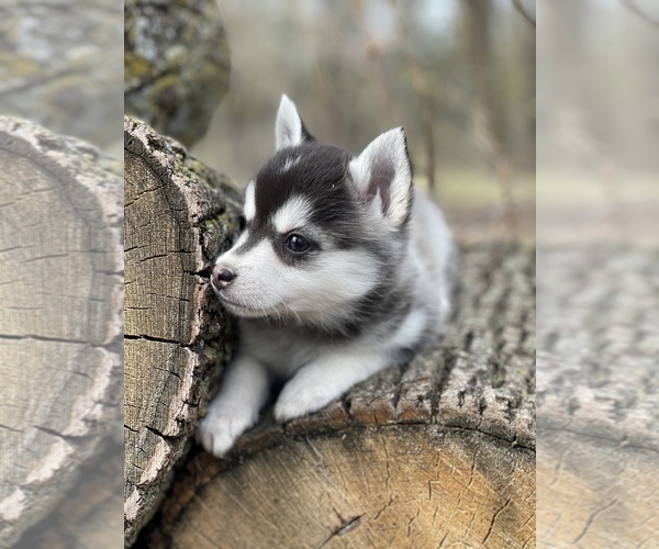 Medium Photo #31 Pomsky Puppy For Sale in STAPLES, MN, USA