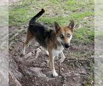Small #1 German Shepherd Dog Mix