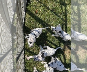 Dalmatian Puppy for sale in CHARLOTTE, NC, USA