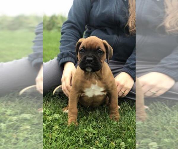 Medium Photo #1 Boxer Puppy For Sale in ASHLAND, OH, USA