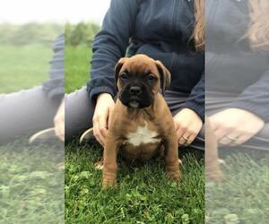 Boxer Puppy for sale in ASHLAND, OH, USA