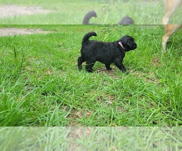 Medium Photo #6 Aussiedoodle Puppy For Sale in CONWAY, SC, USA