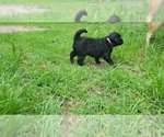 Small Photo #30 Aussiedoodle Puppy For Sale in CONWAY, SC, USA