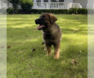 German Shepherd Dog Puppy for Sale in AIKEN, South Carolina USA