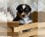 Small #5 Shel-Aussie