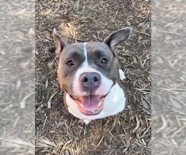 Medium Photo #2 American Pit Bull Terrier Puppy For Sale in Plano, TX, USA