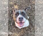 Small #1 American Pit Bull Terrier