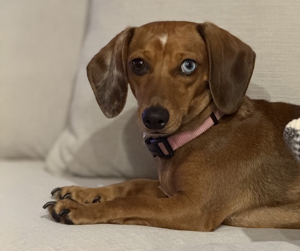 Medium Photo #3 Dachshund Puppy For Sale in FOLSOM, CA, USA