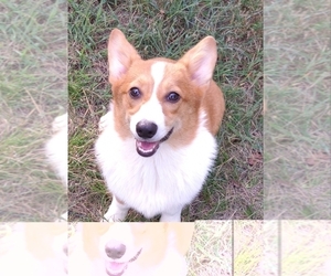 Pembroke Welsh Corgi Puppy for Sale in JOPLIN, Missouri USA