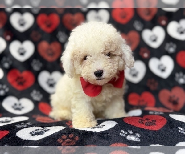 Medium Photo #11 Bichpoo Puppy For Sale in LAKELAND, FL, USA