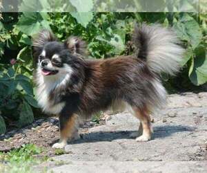 Father of the Chihuahua puppies born on 04/21/2026