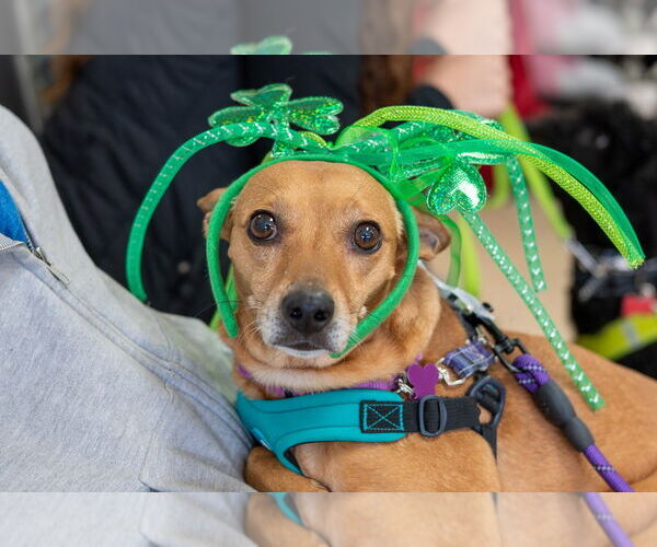 Medium Photo #4 Chipin Puppy For Sale in Mundelein, IL, USA