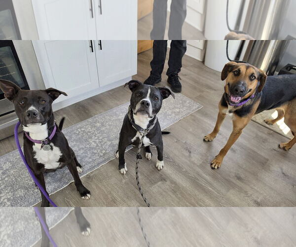 Medium Photo #15 Mutt Puppy For Sale in Rockaway, NJ, USA