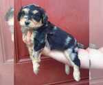 Small Photo #16 Aussiedoodle Puppy For Sale in COTTAGEVILLE, SC, USA