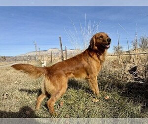 Father of the Golden Retriever puppies born on 01/05/2025