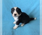 Small #5 Aussiedoodle