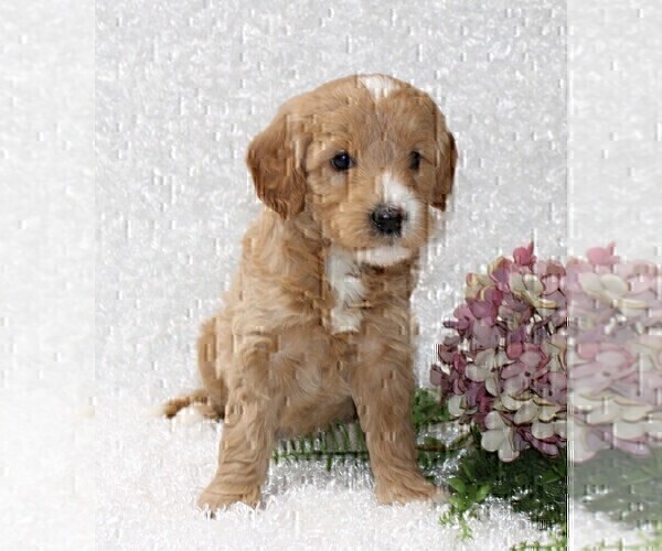 Medium Photo #3 Goldendoodle (Miniature) Puppy For Sale in STANLEY, WI, USA