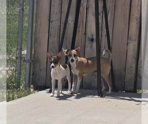 Medium Photo #5 Chihuahua-Unknown Mix Puppy For Sale in Castle Rock, CO, USA