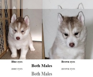 Siberian Husky Puppy for sale in KENNEWICK, WA, USA