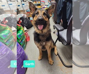 Garth-Sponsored - Male German Shepherd Dog Dog for Adoption - Photo #4