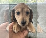 Small #9 Dachshund