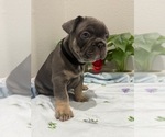 Small #16 French Bulldog
