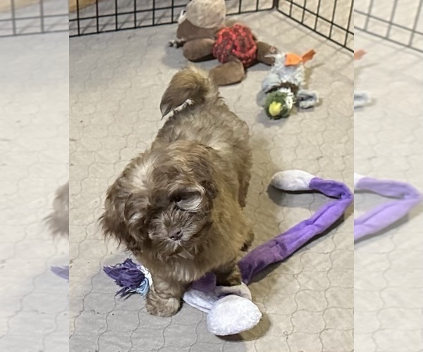 Medium Photo #2 ShihPoo Puppy For Sale in GLOUCESTER, VA, USA