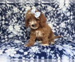 Small #5 Cavapoo