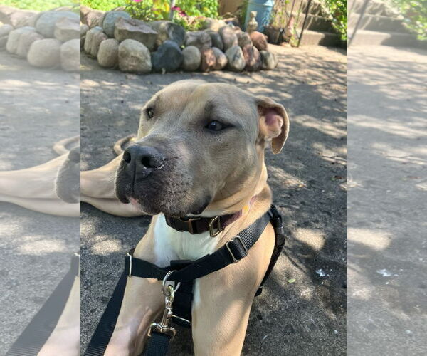 Medium Photo #28 American Bulldog-Unknown Mix Puppy For Sale in Princeton, MN, USA