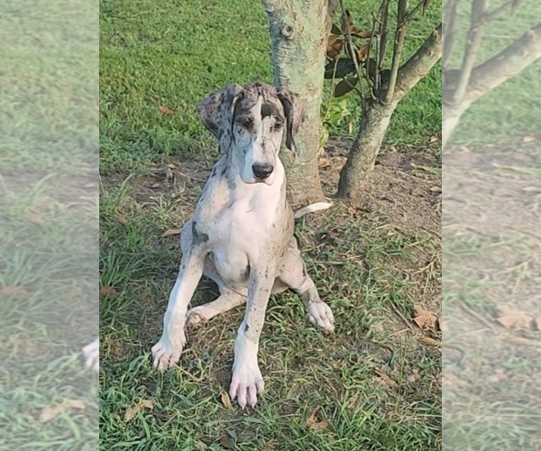 Medium Photo #7 Great Dane Puppy For Sale in DENHAM SPRINGS, LA, USA