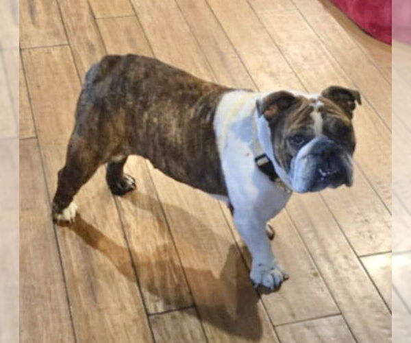 Medium Photo #8 Bulldog Puppy For Sale in St. Louis Park, MN, USA