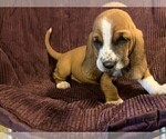 Puppy Blue Collar Basset Hound