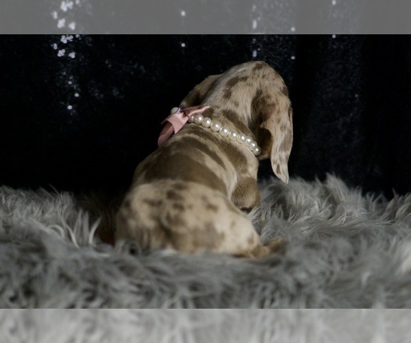 Medium Photo #7 Dachshund Puppy For Sale in WARSAW, IN, USA