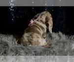Small #6 Dachshund